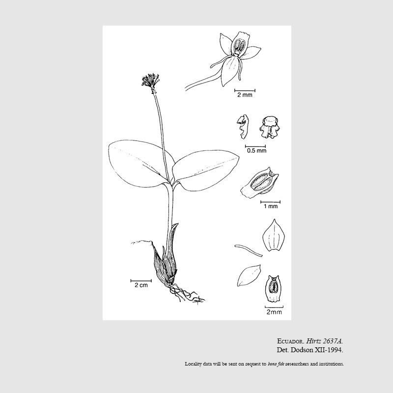 Malaxis yanganensis
